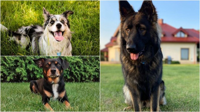 Psy z Tarnowa i regionu na Instagramie. Te czworonogi wyglądają uroczo. Zobaczcie sami!