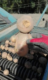 Ziemniak gigant kształtem przypominający misia wyrósł na polach rolnika w Kaczlinie - waży kilogram