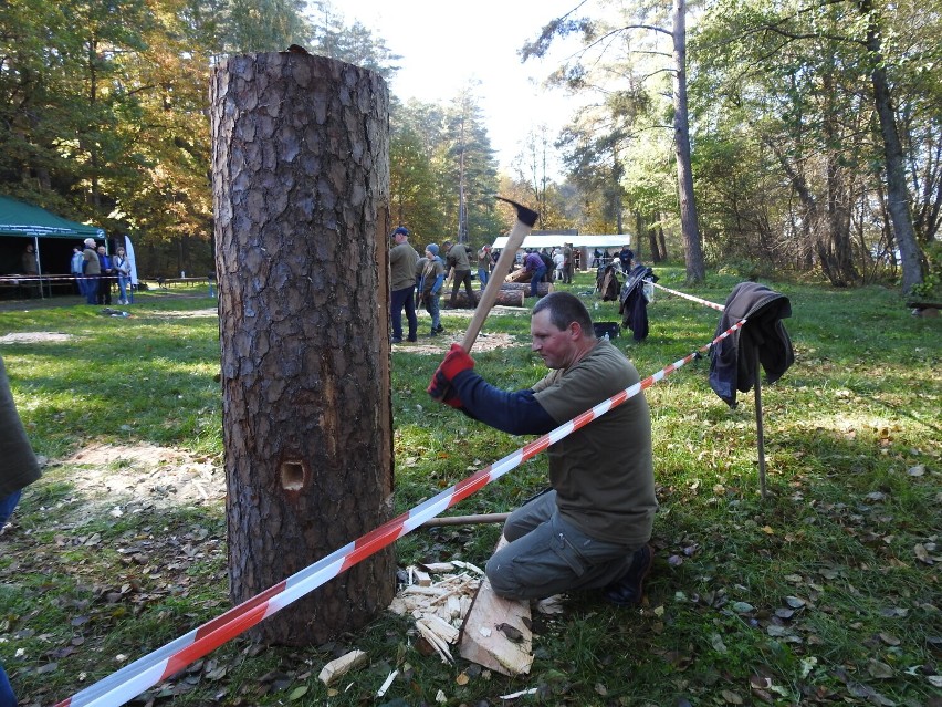 Barciowisko w Augustowie 2021. Kilkadziesiąt osób działo kłody bartnie nad jeziorem Studzieniczna [Zdjęcia]