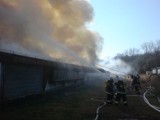 Zasole: pożar kurzej fermy przy ul. Łęckiej. Spłoneło 40 tys. kur niosek