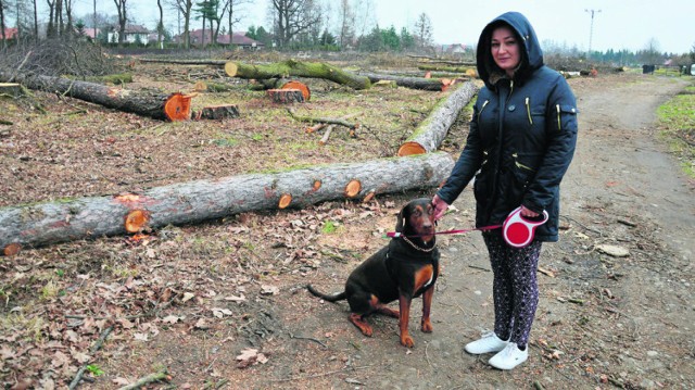 Agata Plichta w miejscu wycinki przy ul. Pasterskiej. Pod topór poszły tu m.in. okazałe dęby  (małe fot.). Podobna rzeź drzew ma miejsce w Lasku Sośnina