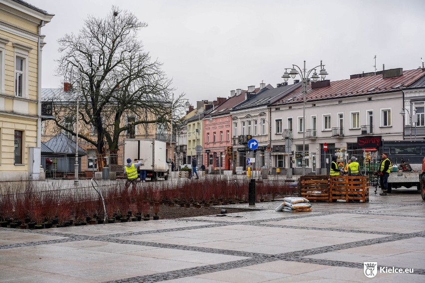 Na Rynku w Kielcach rozpoczęło się sadzenie roślin w ramach...