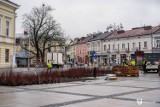 Pierwsze nasadzenia nowych roślin na Rynku w Kielcach. Trwa zielona rewitalizacja. Zobacz zdjęcia