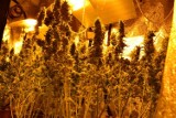 Plantacja marihuany w Kleszczewie: Pięć osób trafiło do aresztu [WIDEO]