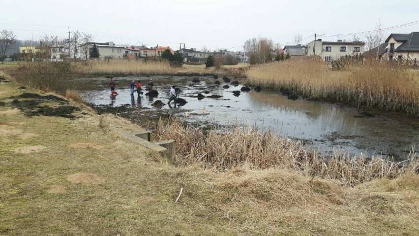 Odłowiono ryby w stawie w Kobylinie przed jego renowacją [FOTO]