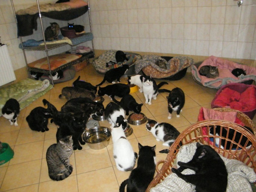 Koty ze szczecineckiego schroniska, zdjęcia archiwalne