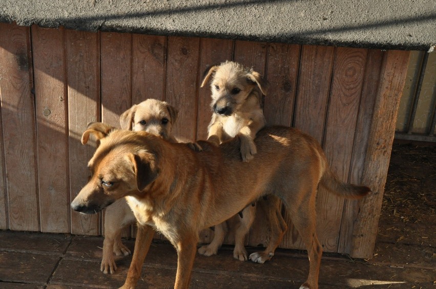 Psy do adopcji w Międzychodzie