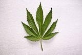 Kielce. 67 gram marihuany u zatrzymanego
