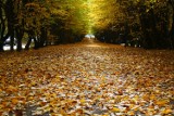 Ta ulica w Legnicy jesienią wygląda najpiękniej. Idealne miejsce na spacer lub jesienną sesję fotograficzną, zobaczcie zdjęcia