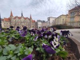 Pierwsze wiosenne kwiaty już ozdabiają Wałbrzych. Trwa sadzenie tysięcy drzew i krzewów. Gdzie?