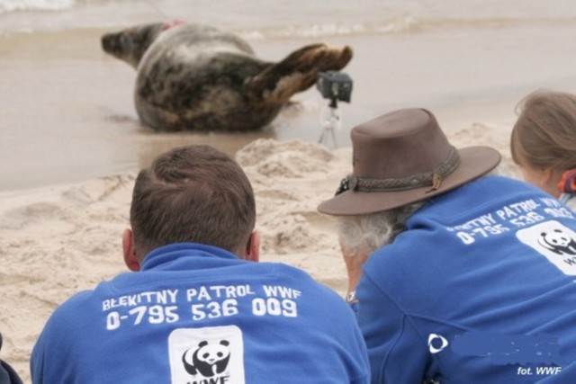 Od stycznia WWF Polska prowadzi rekrutację nowych wolontariuszy, którzy zostaną przyjęci do Błękitnego Patrolu WWF. Do ich obowiązków oprócz obserwacji i wsparcia ochrony morskich ssaków (m.in. fok i morświnów), dołączy monitoring pięciu gatunków ptaków, występujących na bałtyckim brzegu - sieweczki obrożnej, rybitwy białoczelnej, rybitwy czubatej, rybitwy rzecznej i ostrygojada. Dzięki działalności wolontariuszy naukowcy otrzymają dane dotyczące tych gatunków.