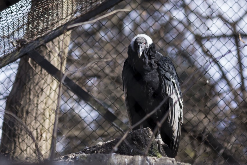 ZOO w Warszawie. Tak wygląda stołeczne safari. Niesamowite zdjęcia mieszkańców warszawskiego ZOO