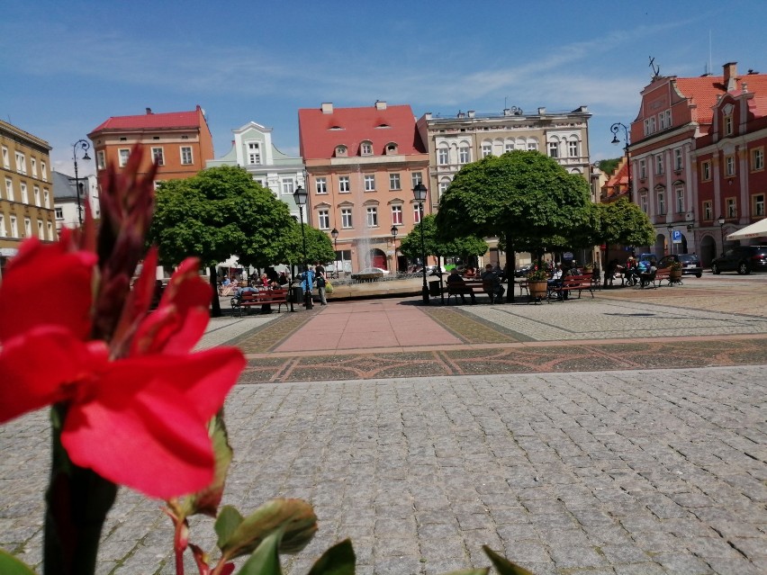 Nad głowami wałbrzyszan będą wisiały dwumetrowe pędy liści. Oto kwietne nowości w mieście [ZDJĘCIA]