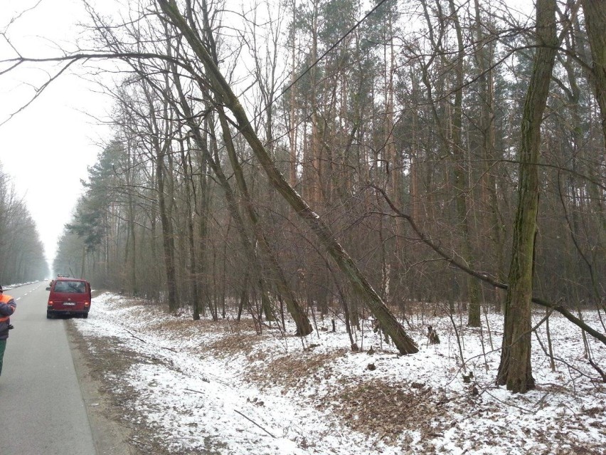 Nadleśnictwo wycięło sporne drzewa. Ale nie wszystkie