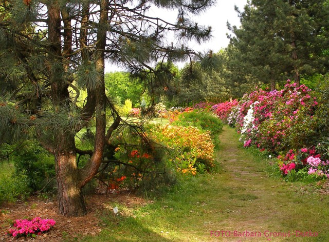 Ogród Botaniczny w Powsinie