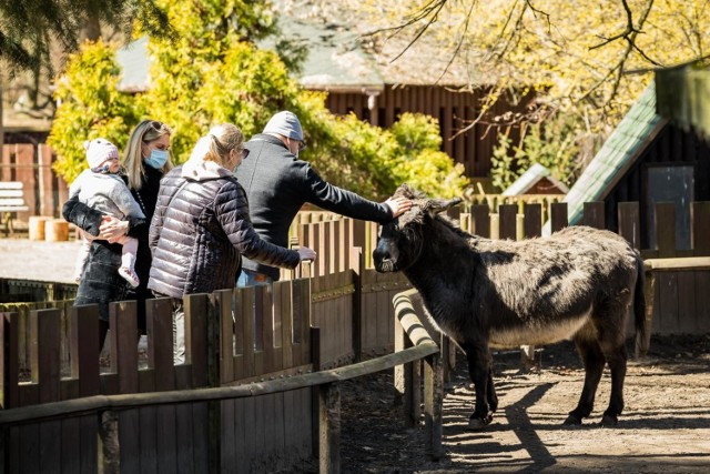 Choć w Wielkanoc w bydgoskim zoo - w związku z poszukiwaniami ukrytych jajek i związanymi z tym zadaniami - zwraca się szczególną uwagę na gatunki ptaków, to również pozostali mieszkańcy Ogrodu Zoologicznego chętnie pokazują się zwiedzającym, wygrzewając się w słońcu. Natomiast Ogród Botaniczny sprzyja spacerowaniu w wiosennej aurze.