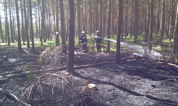 Pożar lasu w okolicach Nowego Oleśca