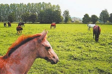 Obecnie w stadninie hodowanych jest 185 koni. Przy ich utrzymaniu pracuje 25 osób.  WOJCIECH TRZCIONKA