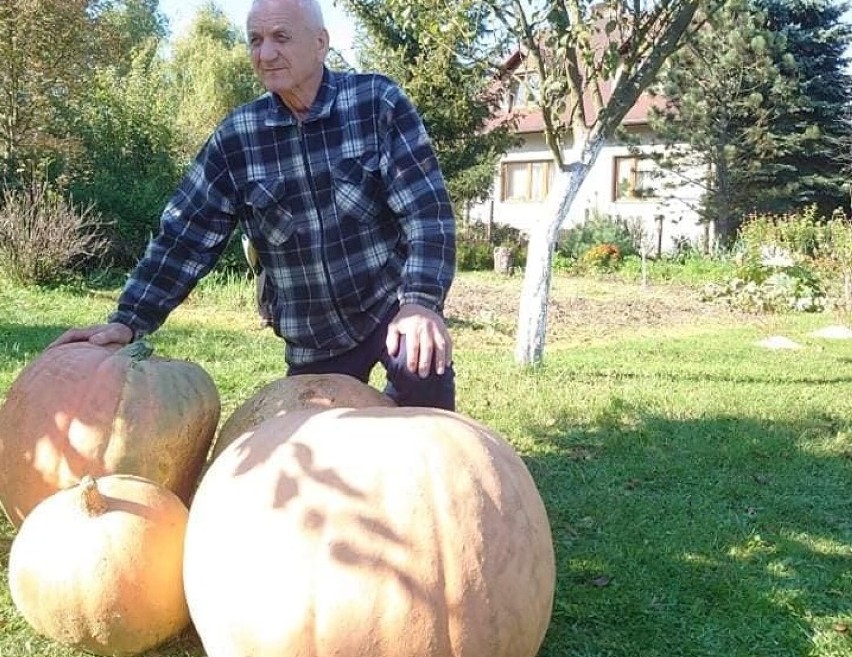 Gigantyczne dynie wyhodowali mieszkańcy Inowłodza [ZDJĘCIA]