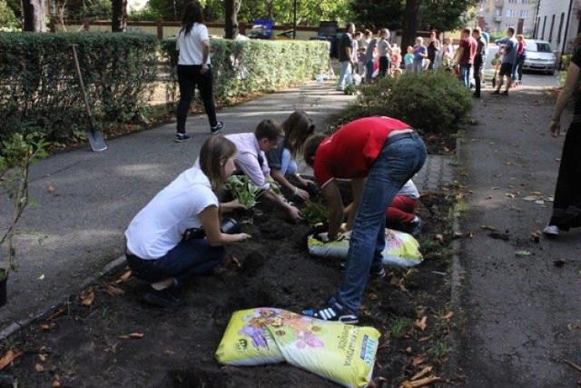 Na terenie Miejskiego Centrum Kultury powstała nowa rabatka