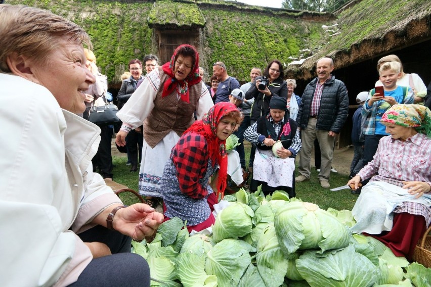 Jak dawniej na wsi szykowano kapustę na zimę. Pokaz w Muzeum Wsi Lubelskiej