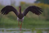 Niedaleko Konina nad Wartą sfotografowano unikatowego ptaka. To bocian czarny!