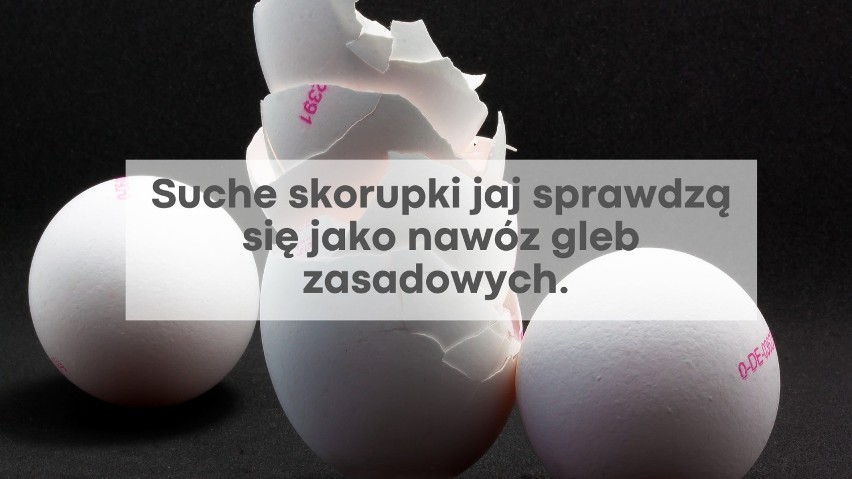 Obierki z jajek mogą być świetnym nawozem dla roślin...