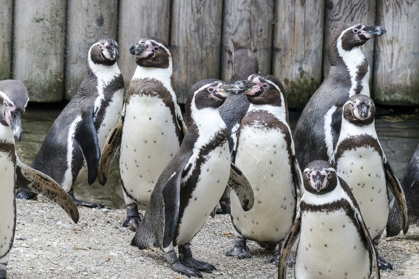 Do śląskiego zoo przyjadą pingwiny peruwiańskie