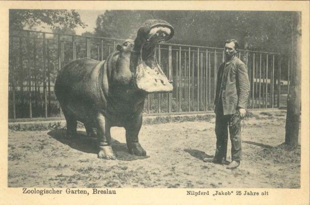 We wrocławskim zoo znaleziono stary album ze zdjęciami