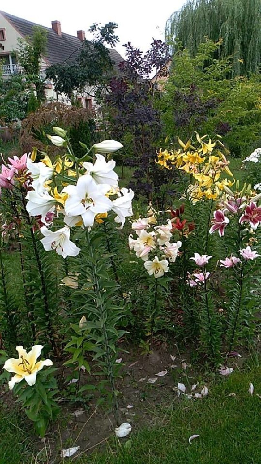 Kwiaty Agnieszki z Nielubi