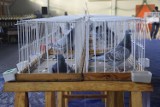 W Aleksandrowie Kujawskim odbyła się wystawa gołębi pocztowych [zdjęcia]