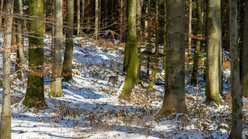 Zimą sarny łączą się w grupy – mniejsze w lasach i większe...