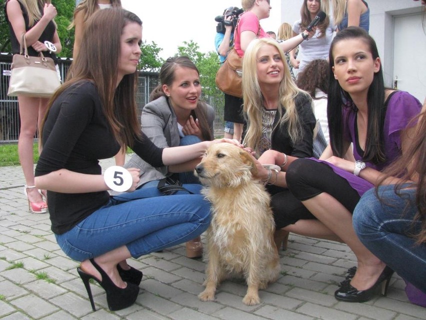 Ostrów: Kandydatki na Miss Wielkopolski 2013 w schronisku dla zwierząt w Wysocku Wielkim [ZDJĘCIA]