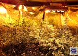 Plantacja konopi w gminie Wołczyn. 50-latek uprawiał w domu rośliny służące do wytwarzania marihuany