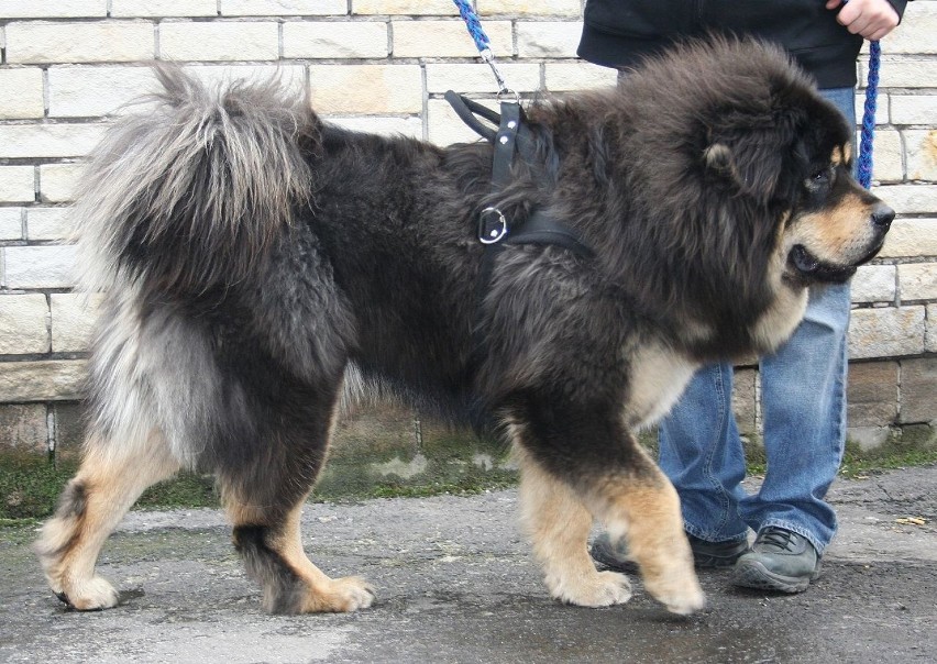 Bez wątpienia jest to jeden z najdroższych psów na świecie....