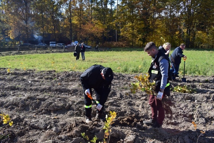 Samorządowcy z powiatu radomszczańskiego sadzili las na terenie Nadleśnictwa Bełchatów