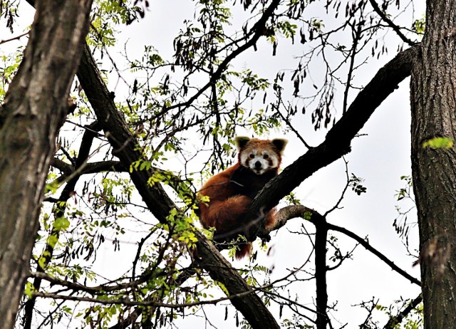 ZOO w Łodzi możemy odwiedzać od środy. Na zwiedzających czekają zwierzęta, które urodziły się w czasie dwumiesięcznej kwarantanny. Są to mały lemur katta oraz wydry olbrzymie.