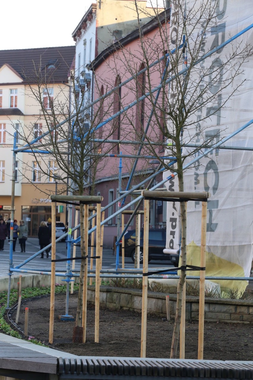 Nowe drzewa na placu przed Starym Kościołem w Rybniku. To 10-letnie głogi!