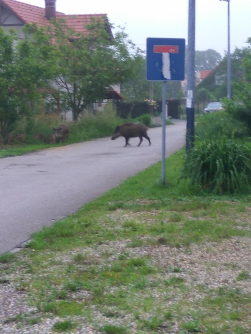 Stado dzików terroryzuje mieszkańców krakowskich Skotnik. Nikt nie chce pomóc poszkodowanym [ZDJĘCIA]