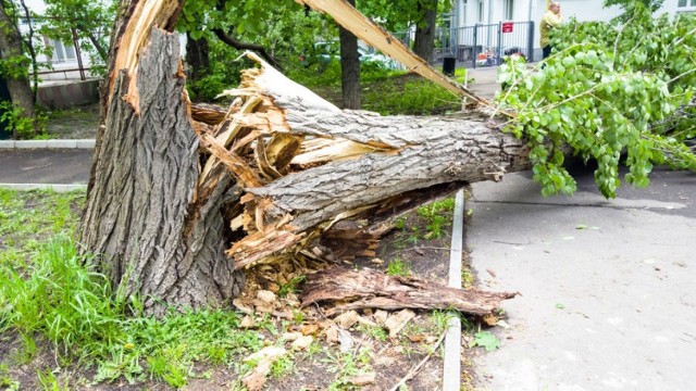 Powalone drzewa mogą uszkodzić dom, warto być mądrym przed szkodą