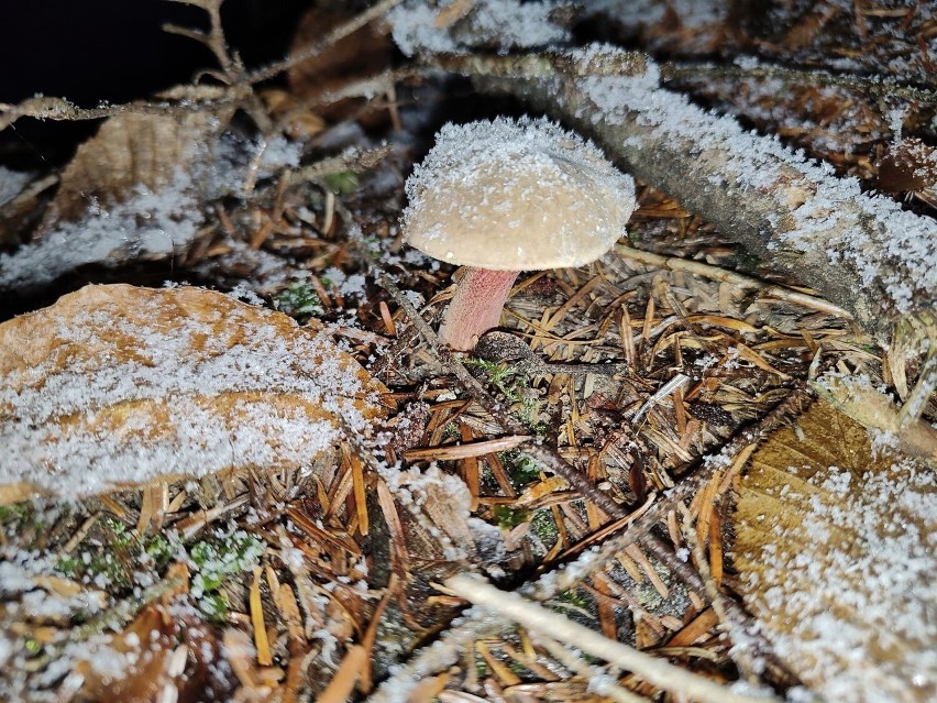 - Matka natura naprawdę nas obdarowała w tym roku pięknymi...