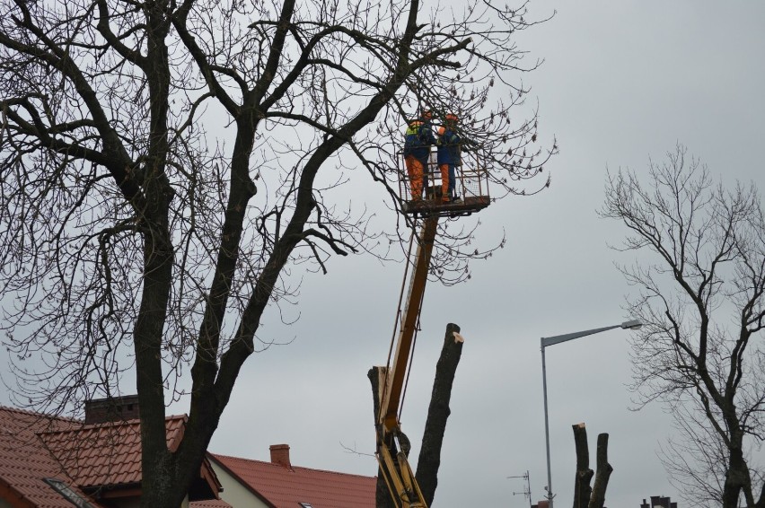 W Budzyniu trwają prace przy usuwaniu drzew na głównej ulicy miasta. 