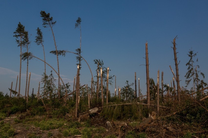 Po huraganie 100-lecia w Nadleśnictwie Lipusz wciąż trwają prace, by odtworzyć zniszczone lasy