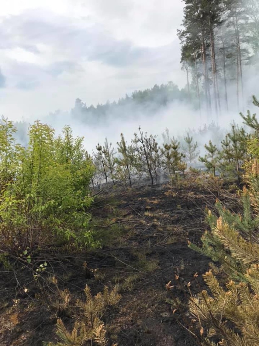Pożar lasu w Ludomicku. Ogień szybko się rozprzestrzeniał