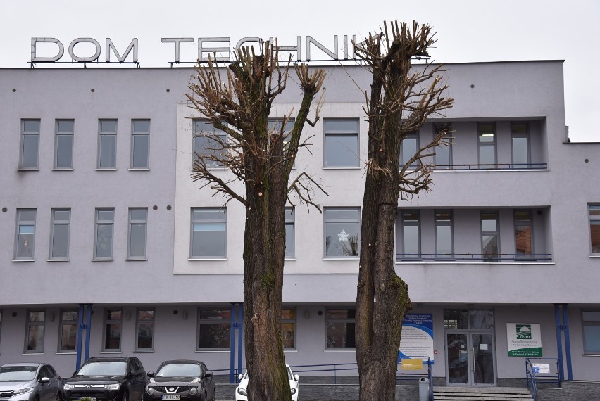 „Pielęgnacja drzew” po kalisku. Przez przycięcie koron oszpecono wejście do budynku NOT-u. Kto wydał zgodę? FOTO