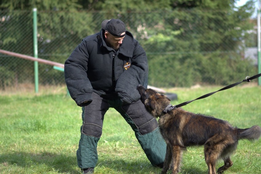 Warsztaty dla psów i pozorantów w Zakładzie Karnym w Czarnem [zdjęcia]