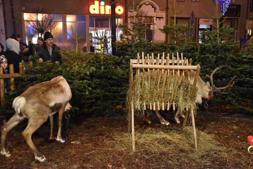 Żywe renifery i zagroda św. Mikołaja w Pleszewie