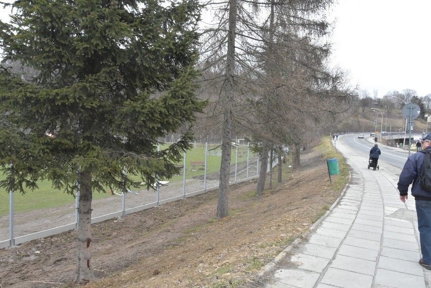 Stare drzewa są zagrożeniem dla nowego ogrodzenia miejskiego stadionu. Planowana jest wycinka jesionów i nasadzenie sosen