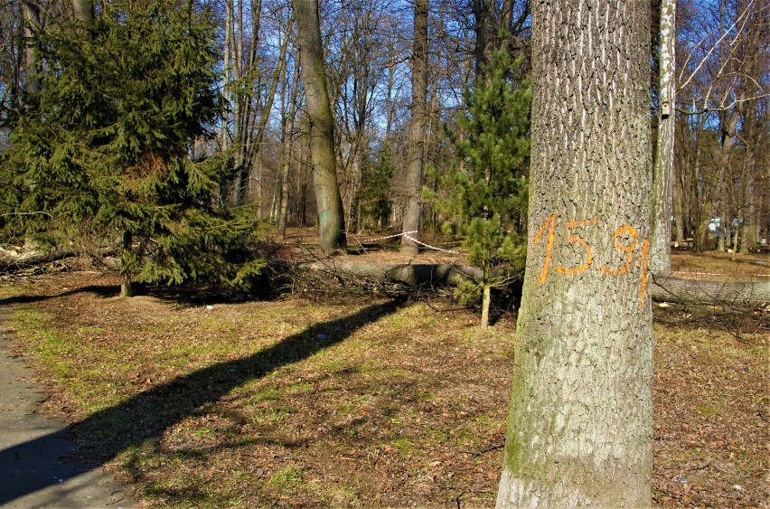 Nowy Sącz. Rzeź czy odnowa parku? Co dalej z Parkiem Strzeleckim [ZDJĘCIA]