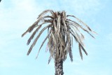 "Uschła" palma przy Rondzie de Gaulle'a. Najbardziej rozpoznawalne drzewo w Warszawie jest w fatalnym stanie
